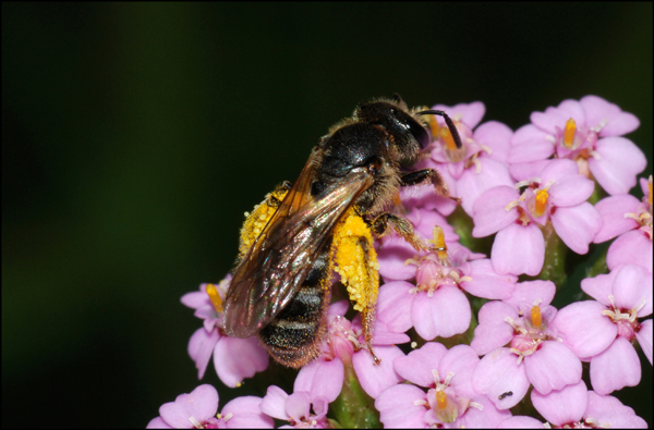 chi va al mulino.......Apidae Halictinae (cfr. Lasiglossum sp.) con polline